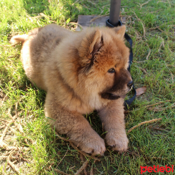 Chow Chow (çin Aslanı), Köpek  Julliet fotoğrafı