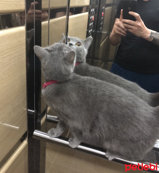 British Shorthair, Kedi  Prenses fotoğrafı