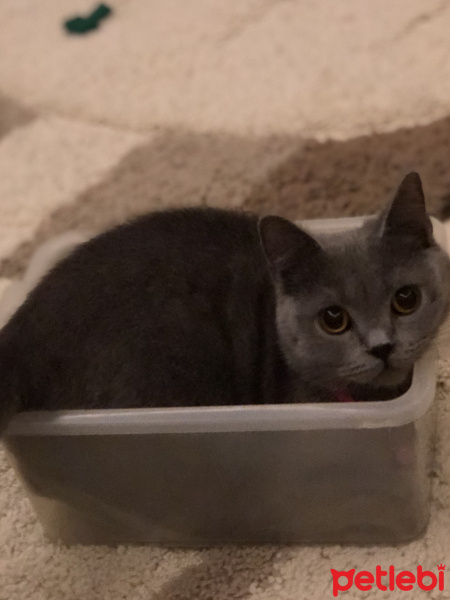 British Shorthair, Kedi  Prenses fotoğrafı