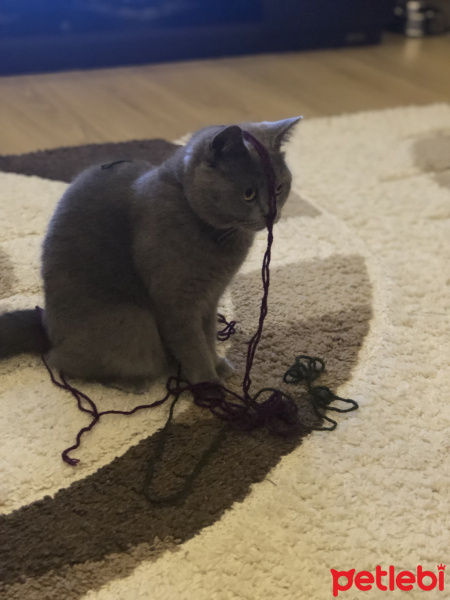British Shorthair, Kedi  Prenses fotoğrafı