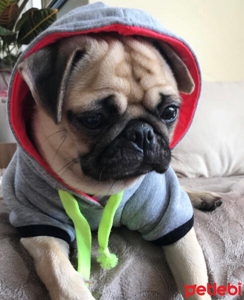 Pug, Köpek  Gucci fotoğrafı