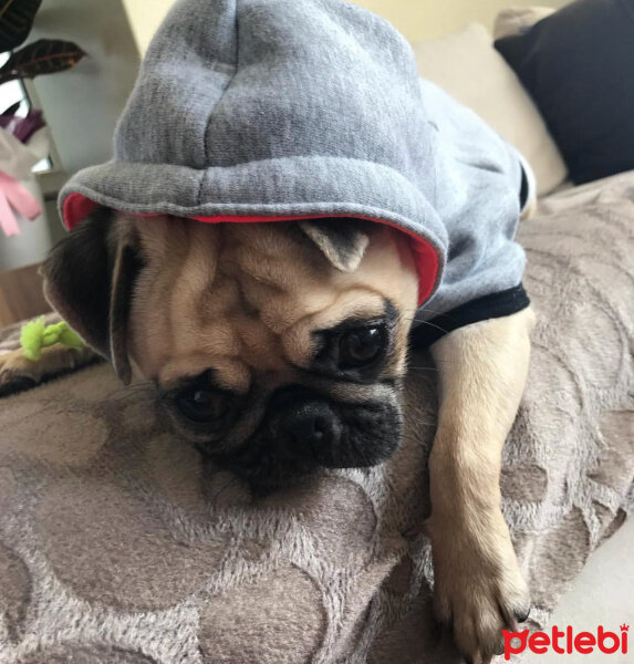 Pug, Köpek  Gucci fotoğrafı