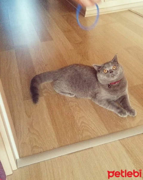 British Shorthair, Kedi  Bella fotoğrafı