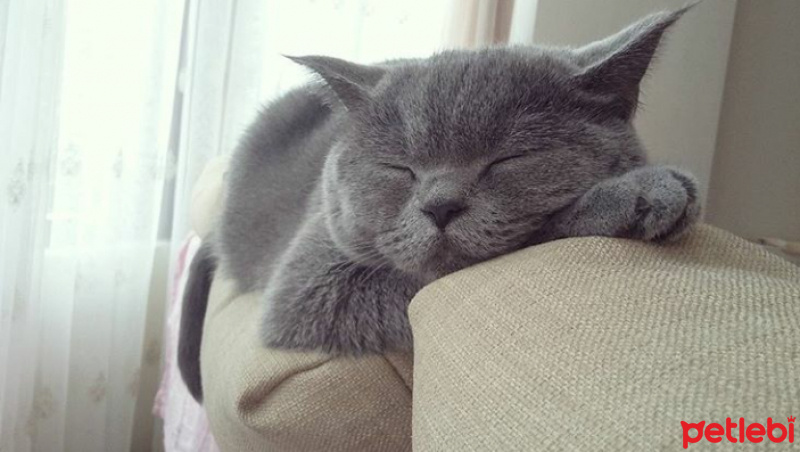 British Shorthair, Kedi  Bella fotoğrafı