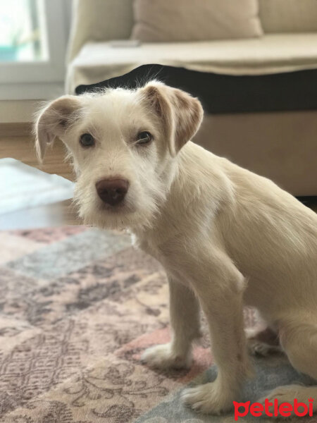 Sakallı Collie, Köpek  Kaymak fotoğrafı