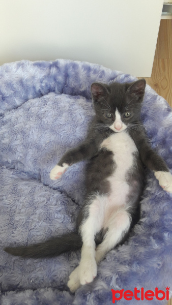 Tekir Kedi, Kedi  Çakıl fotoğrafı