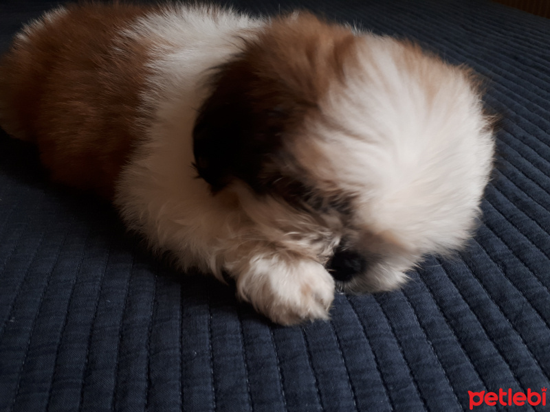 Shih Tzu, Köpek  Rendi fotoğrafı