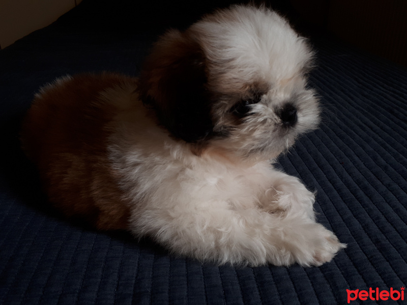 Shih Tzu, Köpek  Rendi fotoğrafı