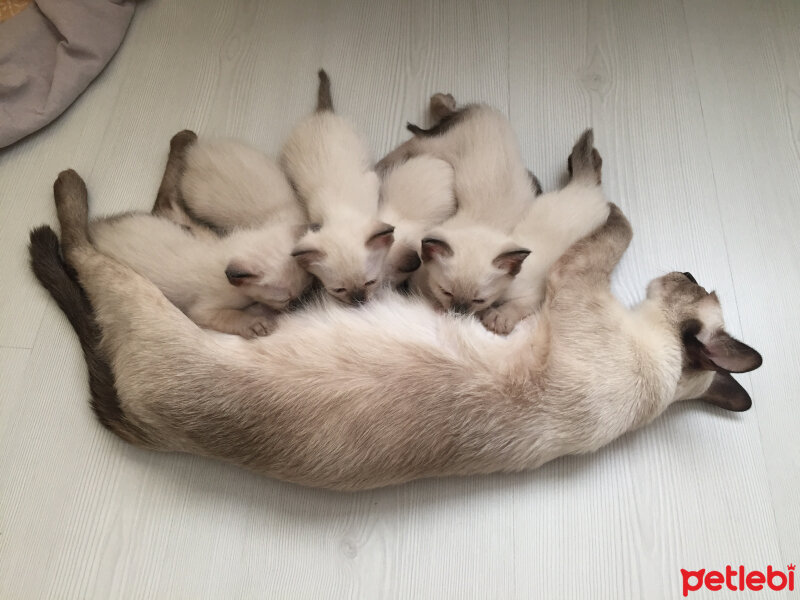 Siyam Kedisi, Kedi  bal sultan fotoğrafı