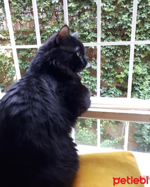 Tekir Kedi, Kedi  Meyan fotoğrafı