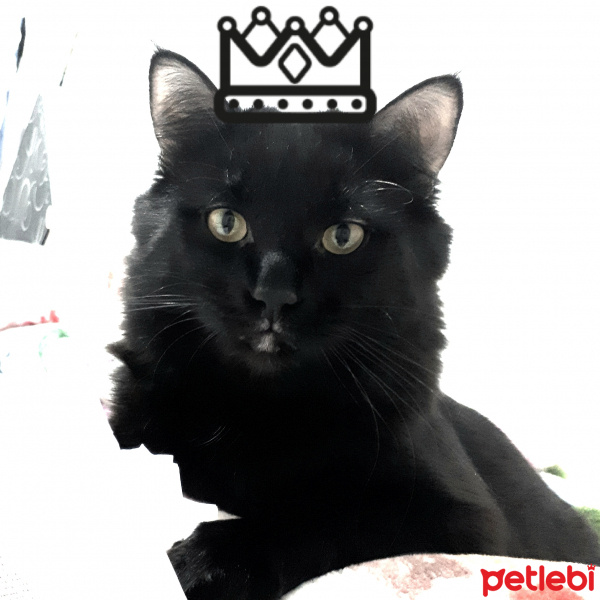 Tekir Kedi, Kedi  Meyan fotoğrafı