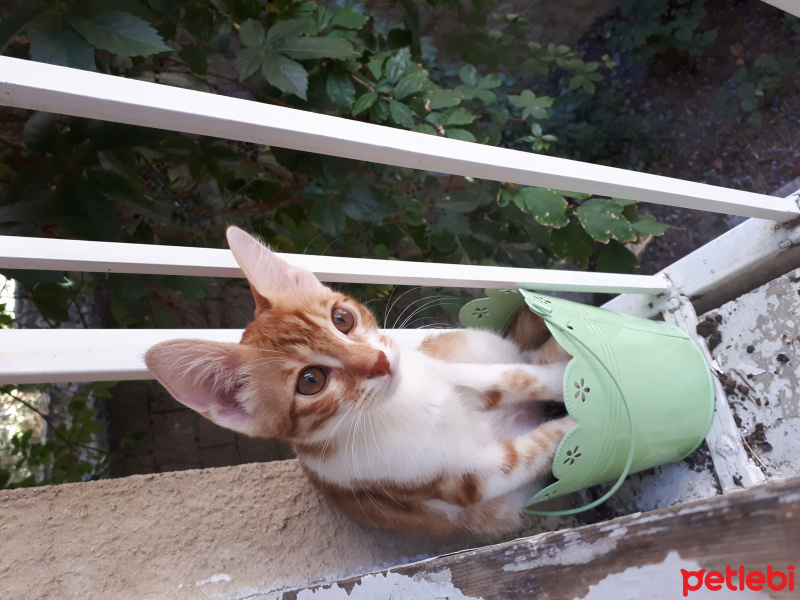 Tekir Kedi, Kedi  Meyan fotoğrafı