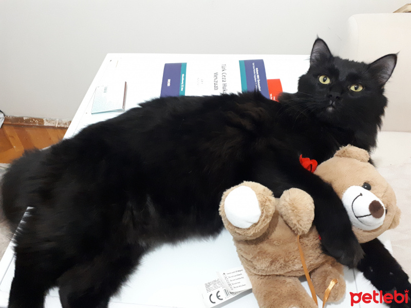 Tekir Kedi, Kedi  Meyan fotoğrafı