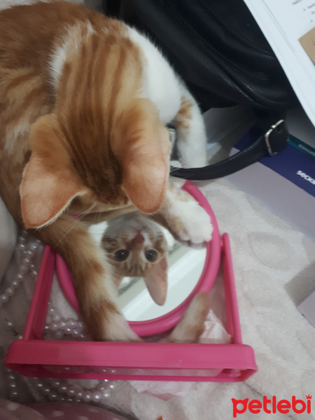 Tekir Kedi, Kedi  Meyan fotoğrafı