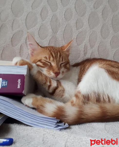 Tekir Kedi, Kedi  Meyan fotoğrafı