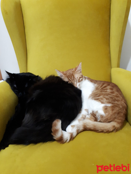 Tekir Kedi, Kedi  Meyan fotoğrafı