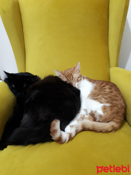 Tekir Kedi, Kedi  Meyan fotoğrafı