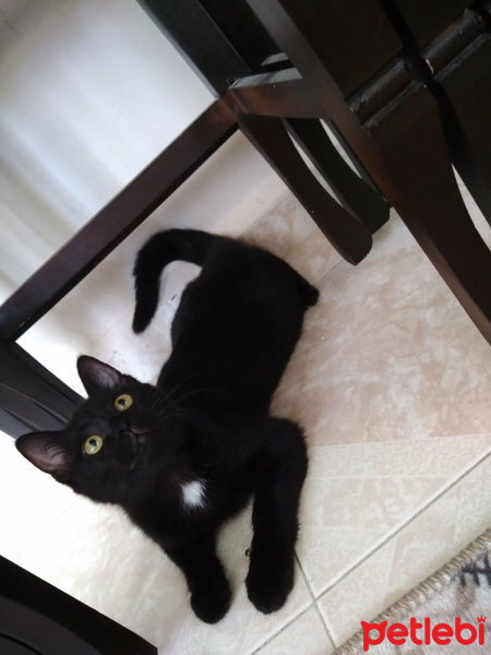 Ankara Kedisi, Kedi  Linda fotoğrafı