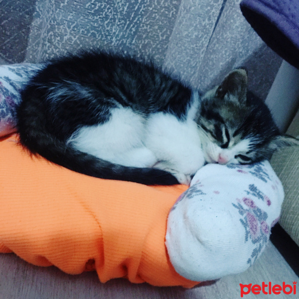 Tekir Kedi, Kedi  Thor fotoğrafı