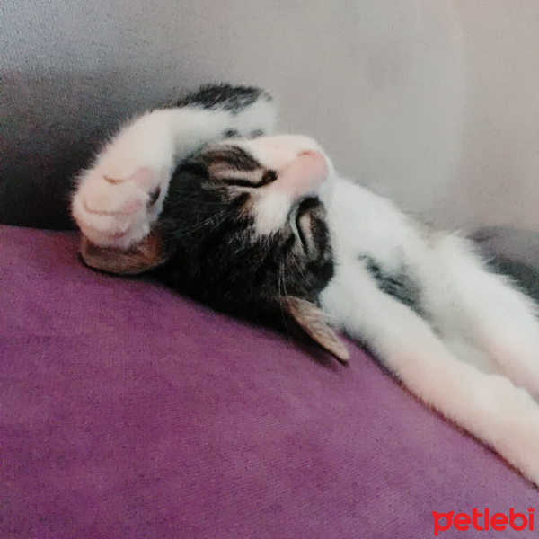 Tekir Kedi, Kedi  Thor fotoğrafı