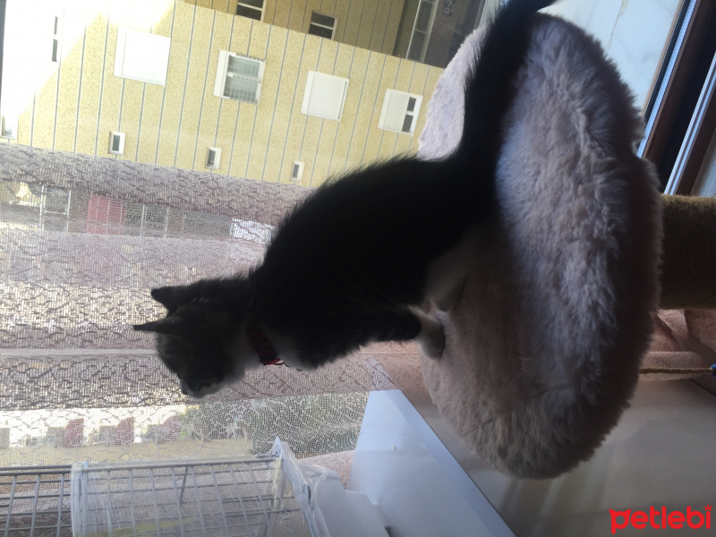 Tekir Kedi, Kedi  Thor fotoğrafı