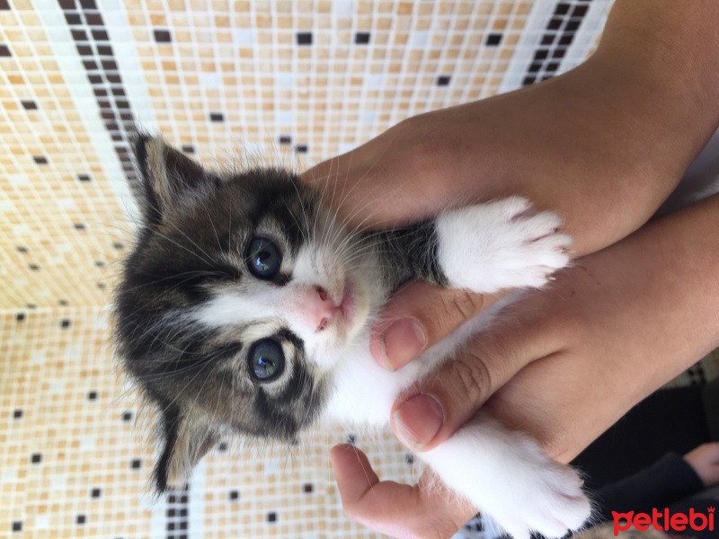 Tekir Kedi, Kedi  Thor fotoğrafı