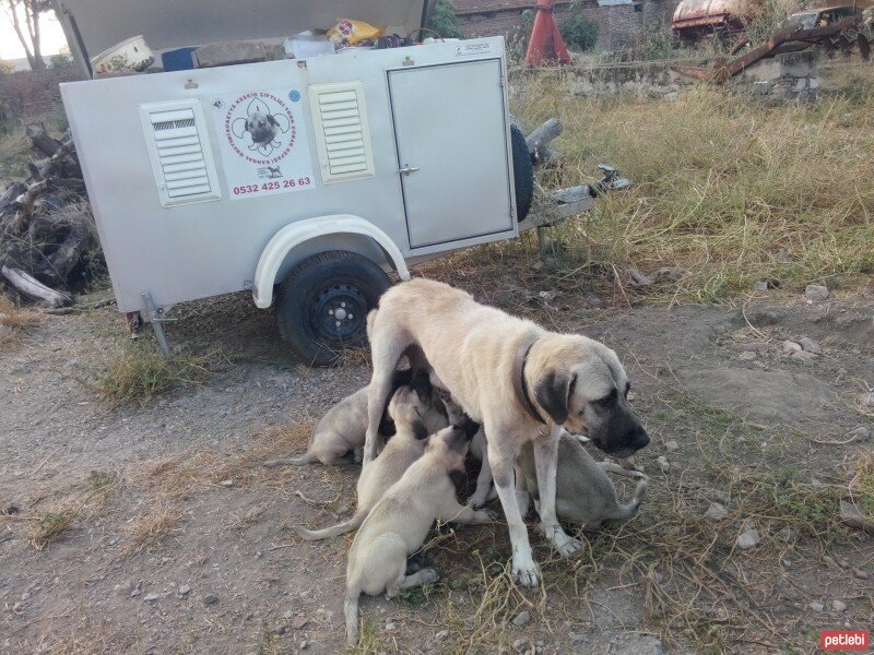 Kangal, Köpek  PRENSES fotoğrafı