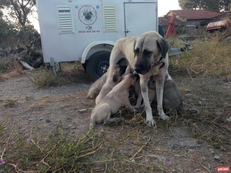 Kangal, Köpek  PRENSES fotoğrafı