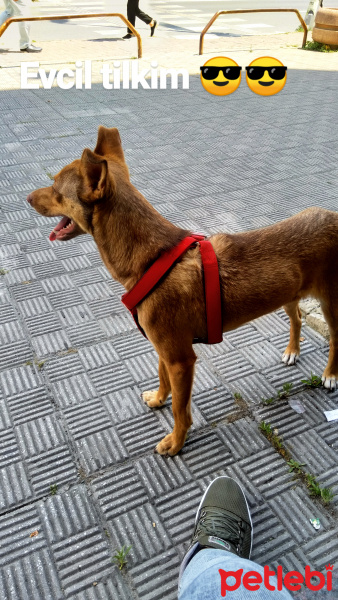 Minyatür Pinscher, Köpek  Cohn fotoğrafı