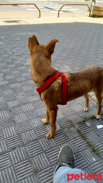 Minyatür Pinscher, Köpek  Cohn fotoğrafı