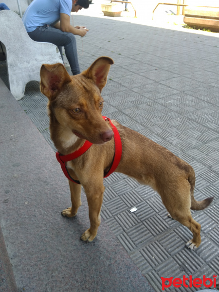 Minyatür Pinscher, Köpek  Cohn fotoğrafı
