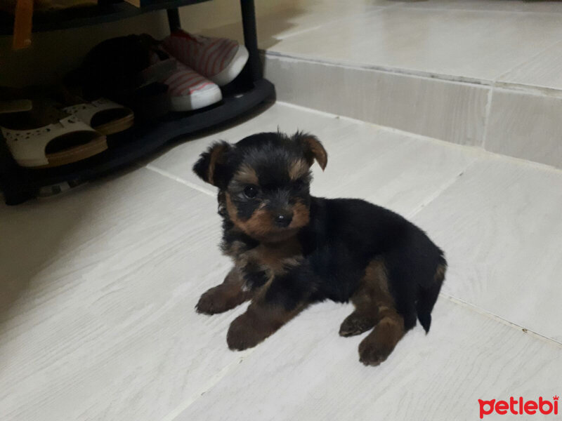 Yorkshire Terrier, Köpek  isimsiz fotoğrafı