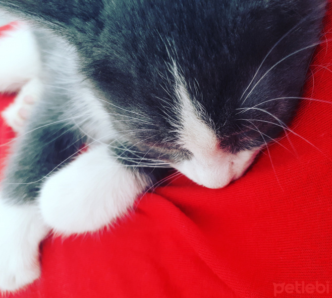 Scottish Fold, Kedi  Pati fotoğrafı