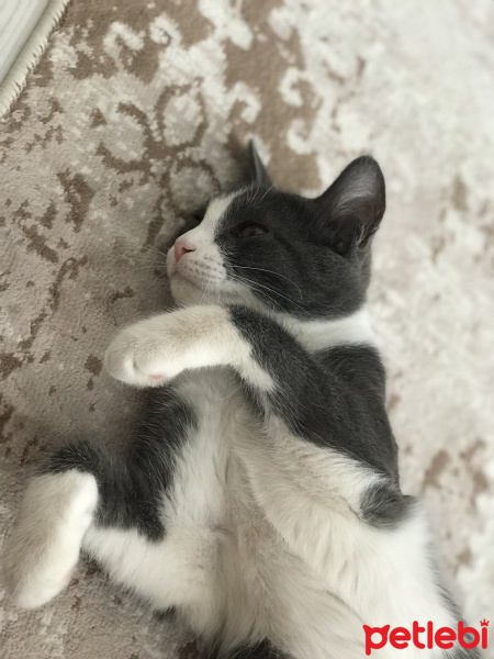Scottish Fold, Kedi  Pati fotoğrafı