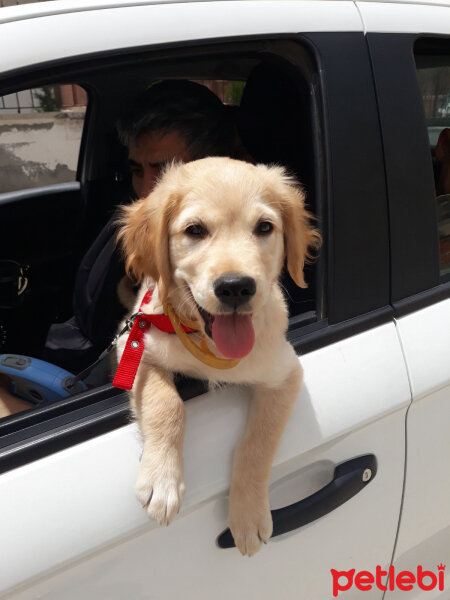 Golden Retriever, Köpek  çakıl fotoğrafı