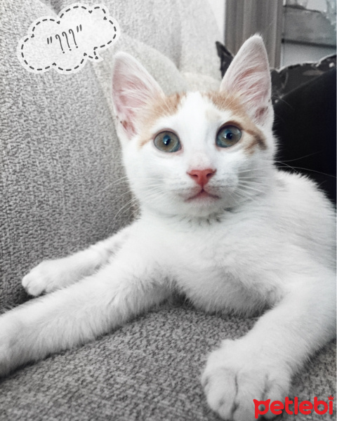 Tekir Kedi, Kedi  Zoe fotoğrafı