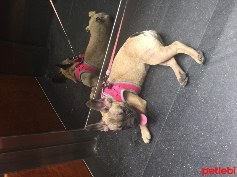 Fransız Bulldog, Köpek  Tamtam fotoğrafı