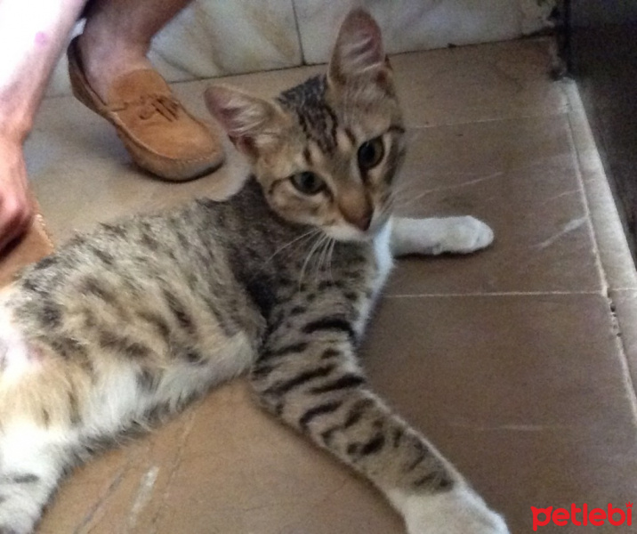 Tekir Kedi, Kedi  Misha fotoğrafı