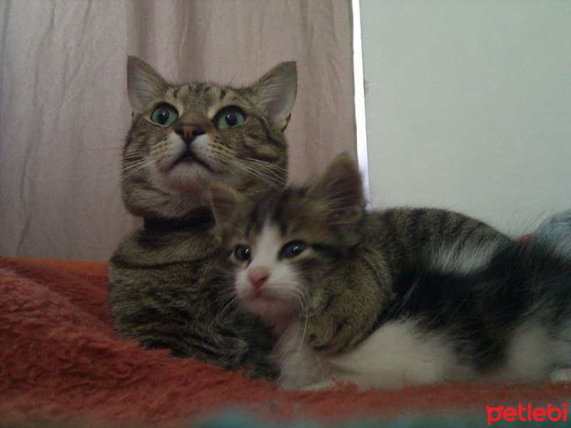Tekir Kedi, Kedi  Pufy fotoğrafı