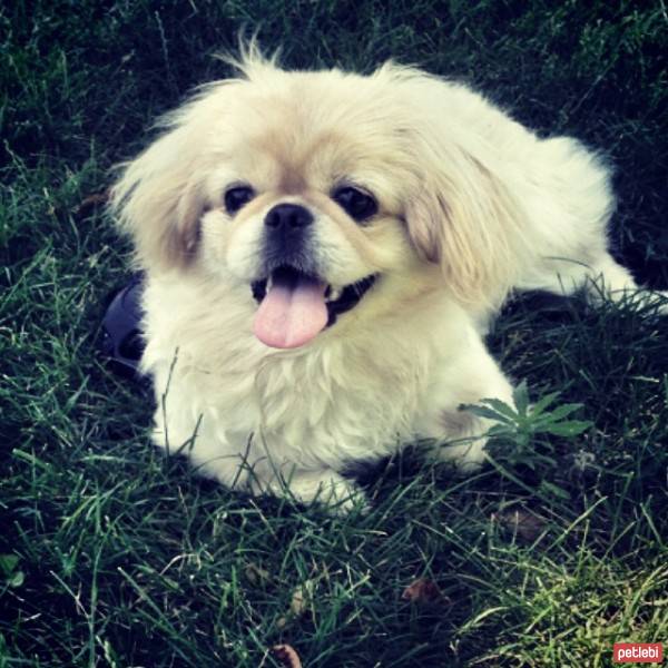 Pekingese, Köpek  mişa fotoğrafı