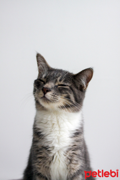 Tekir Kedi, Kedi  miskin fotoğrafı