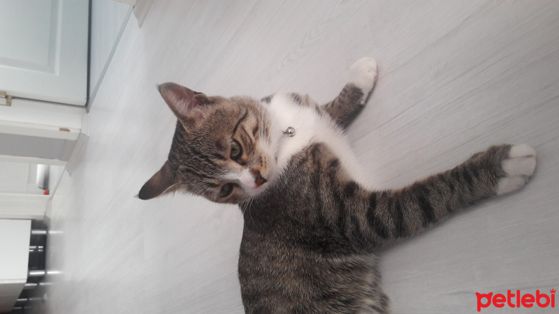 Tekir Kedi, Kedi  Tüylü fotoğrafı