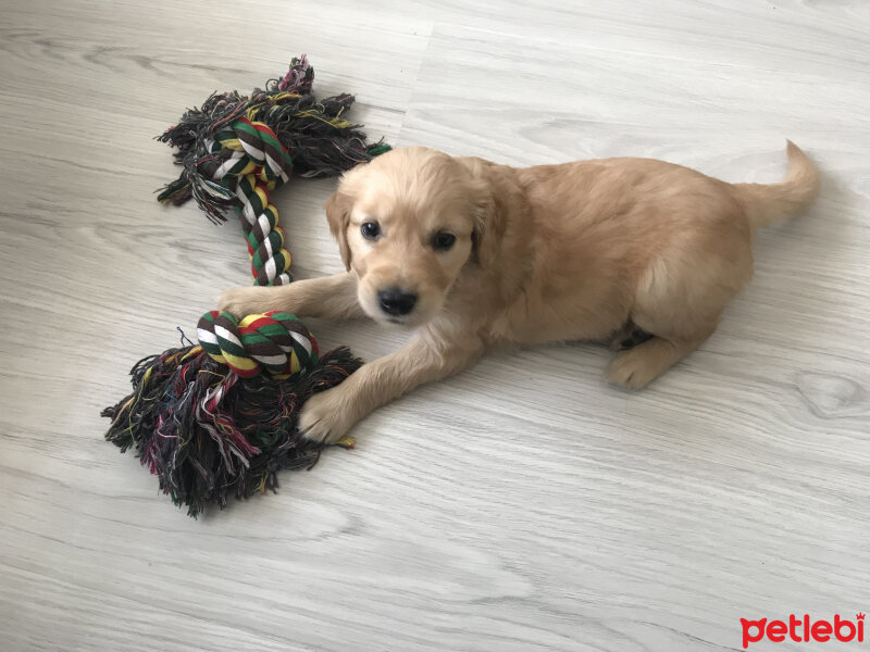 Golden Retriever, Köpek  Yaz fotoğrafı