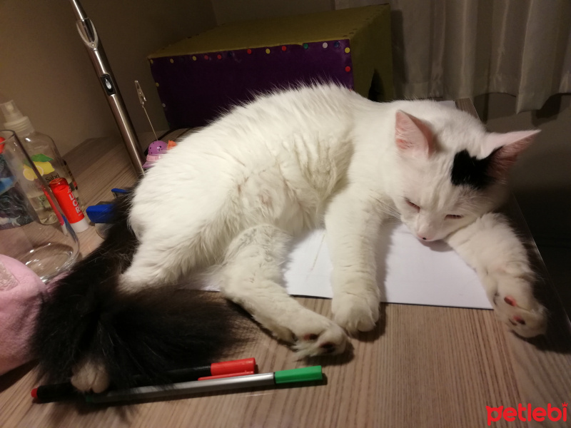 Ankara Kedisi, Kedi  Balon fotoğrafı