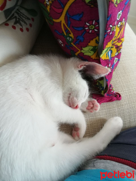 Tekir Kedi, Kedi  Simit fotoğrafı