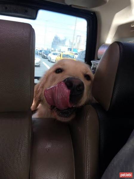 Golden Retriever, Köpek  simit fotoğrafı