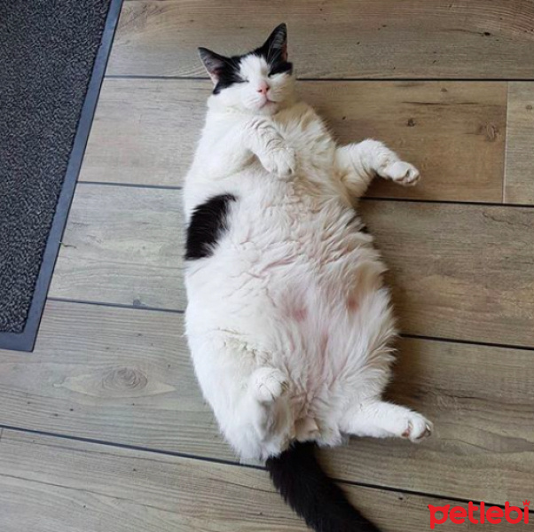 Tuxedo (Smokin) Kedi, Kedi  Paspas fotoğrafı