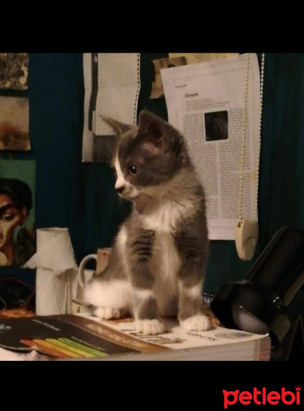 Tekir Kedi, Kedi  Gezi fotoğrafı