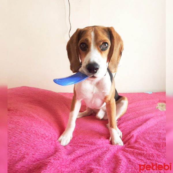 Beagle, Köpek  ÇAKIL fotoğrafı