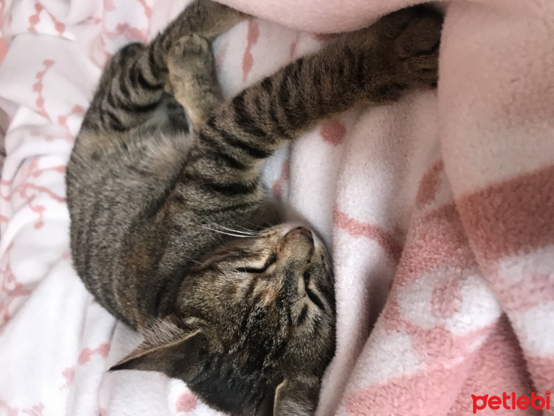 Tekir Kedi, Kedi  Pişmaniye fotoğrafı